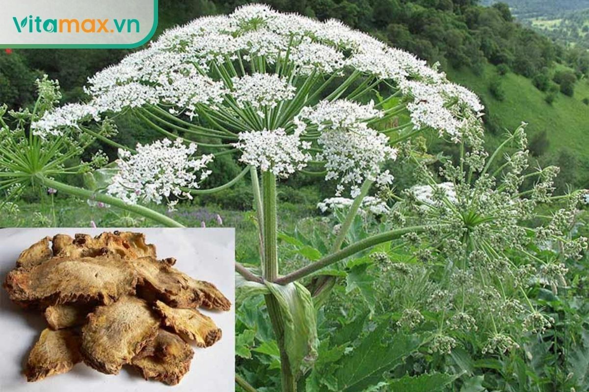 Cây độc hoạt với cụm hoa trắng dạng tán và phần dược liệu khô minh họa bộ phận được sử dụng trong y học truyền thống.