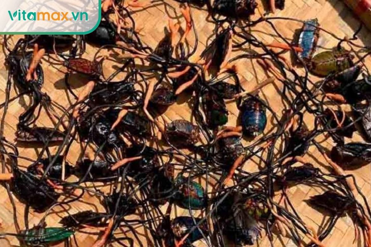 Cận cảnh nấm đông trùng hạ thảo mọc trên cơ thể bọ xít trong tự nhiên với quả thể màu đỏ cam.