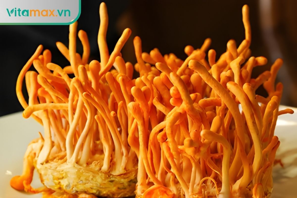 đông trùng hạ thảo Cordyceps militaris màu vàng cam tự nhiên chất lượng cao