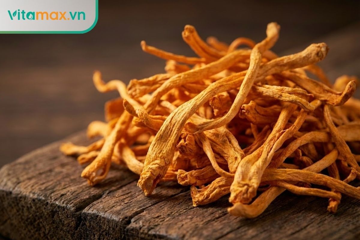 Cận cảnh sợi đông trùng hạ thảo khô Cordyceps militaris màu vàng cam đậm, kích thước đều, không bị gãy vụn.