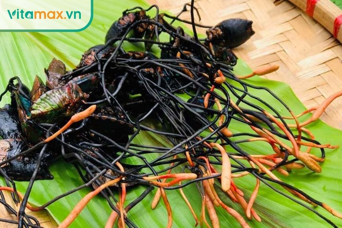 Nấm đông trùng hạ thảo mọc trên vật chủ là bọ xít trong tự nhiên.