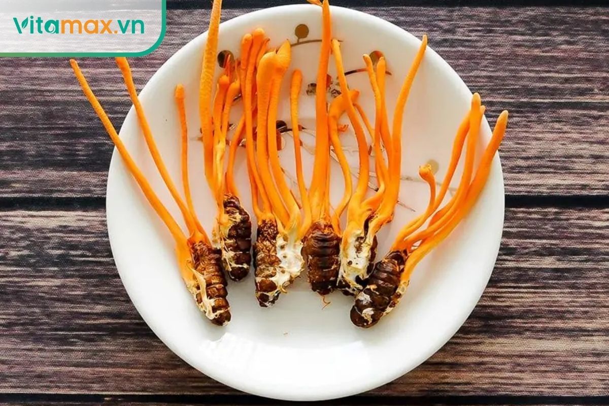 Nấm đông trùng hạ thảo Cordyceps militaris mọc trực tiếp trên thân nhộng tằm.