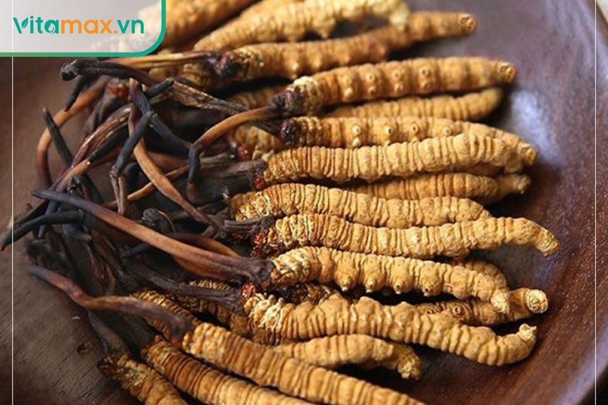 Cấu tạo sinh học của đông trùng hạ thảo gồm phần nấm mọc trên đầu ấu trùng sâu non.