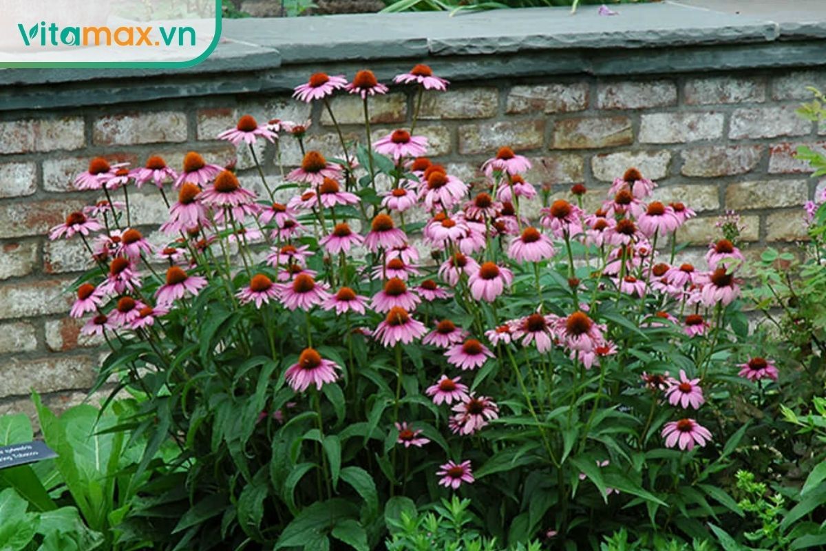 Những cây Echinacea có hoa màu hồng tím và nhụy nâu cam trong vườn.
