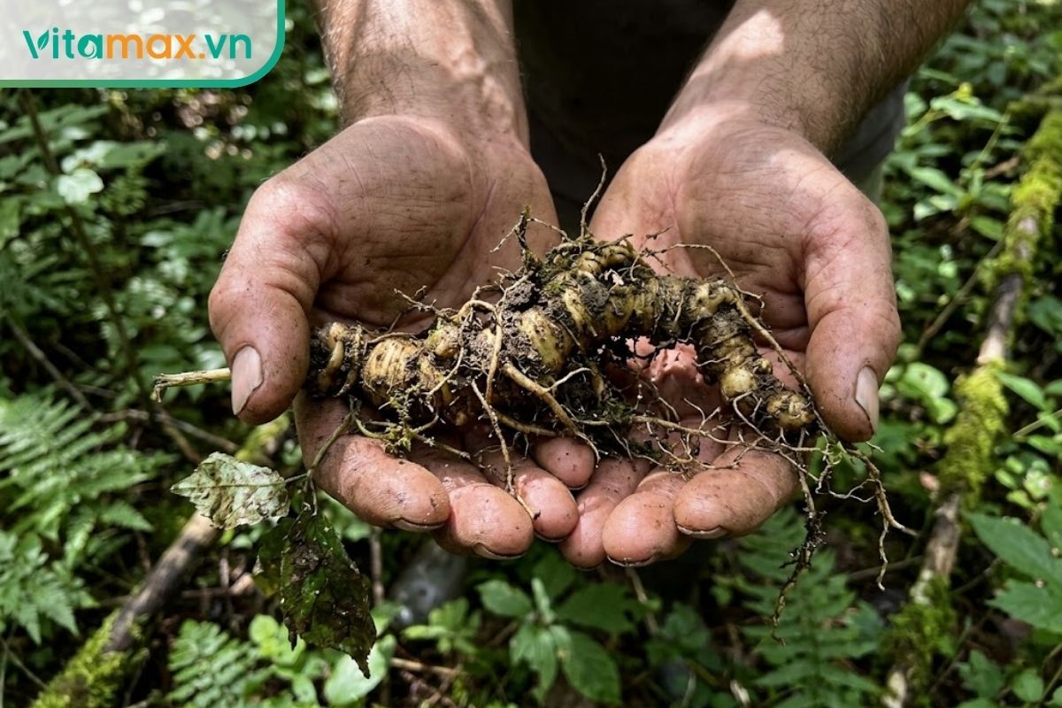 Nông dân cầm trên tay củ sâm Ngọc Linh tươi nguyên bùn đất vừa khai thác tại vườn trồng Kon Tum, thể hiện chất lượng thực tế.