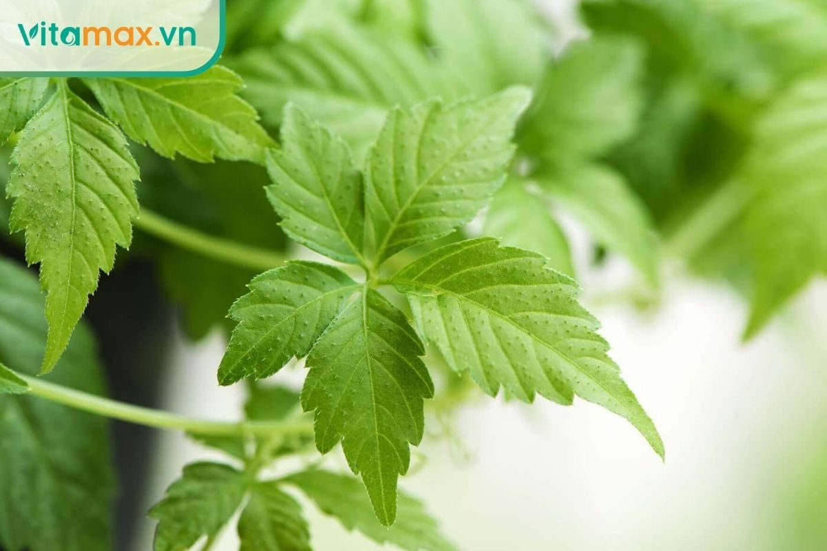 Giảo cổ lam giúp giảm biến chứng thận ở bệnh nhân tiểu đường nhờ khả năng chống oxy hóa và cải thiện chuyển hóa glucose.