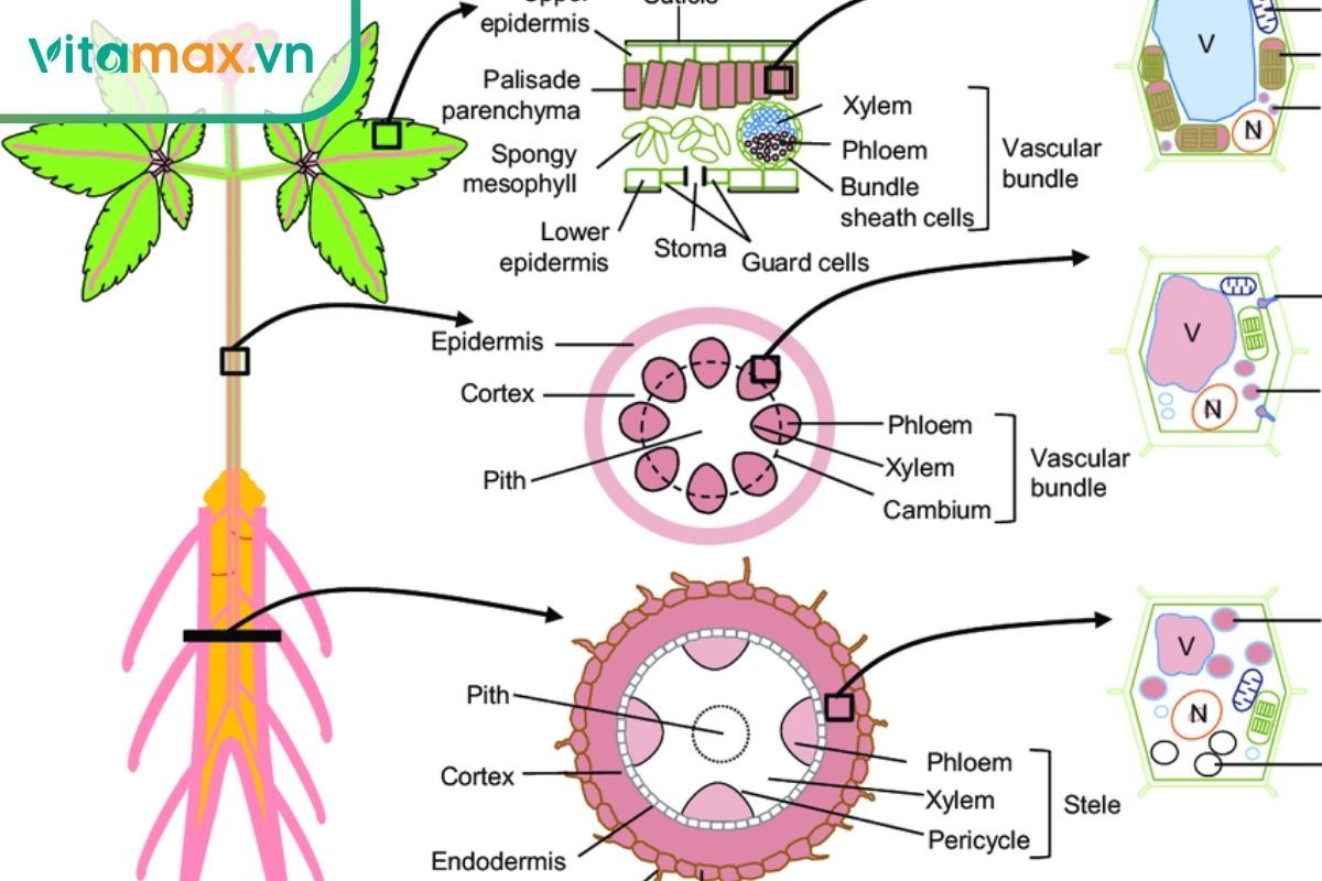 mô cắt củ sâm cho thấy hàm lượng ginsenoside tăng mạnh trong điều kiện khí hậu mùa thu