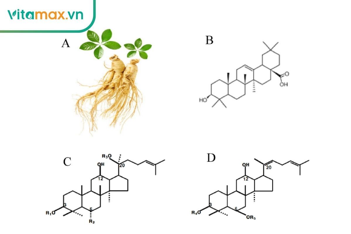 hình minh họa cấu trúc hoạt chất ginsenosides trong nhân sâm