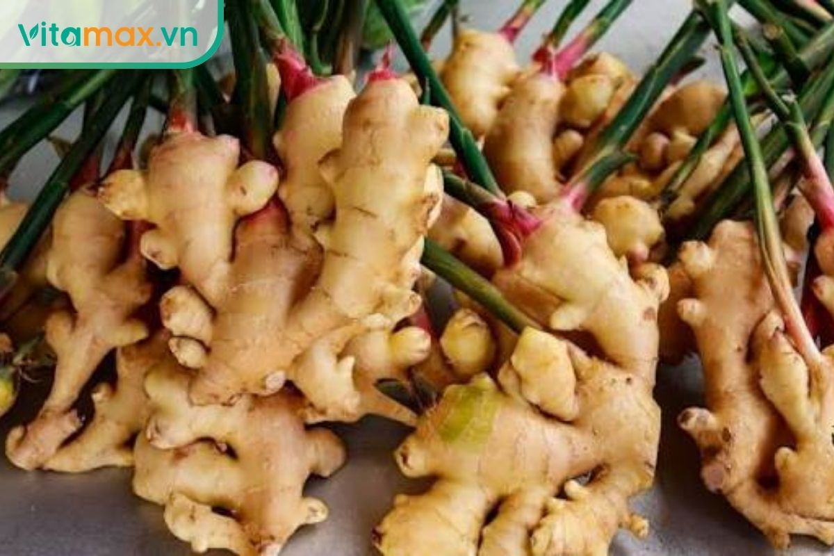 Những củ gừng tươi màu vàng nhạt còn nguyên phần thân xanh.