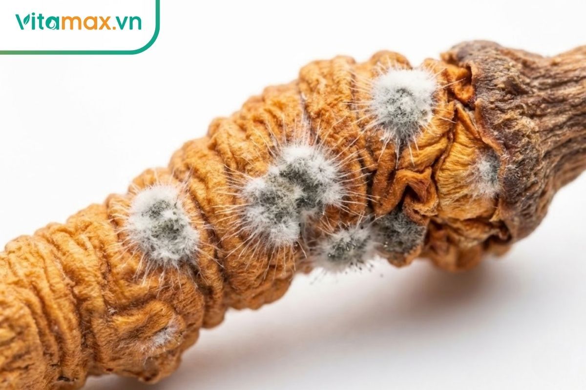 Cận cảnh các đốm mốc trắng xuất hiện trên thân đông trùng hạ thảo màu vàng cam.