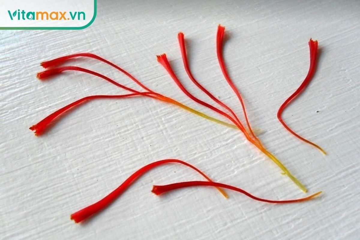 Chụp macro phóng to một sợi nhụy hoa nghệ tây thật cho thấy phần đầu phình to như chiếc kèn và màu sắc chuyển từ đỏ sang vàng.