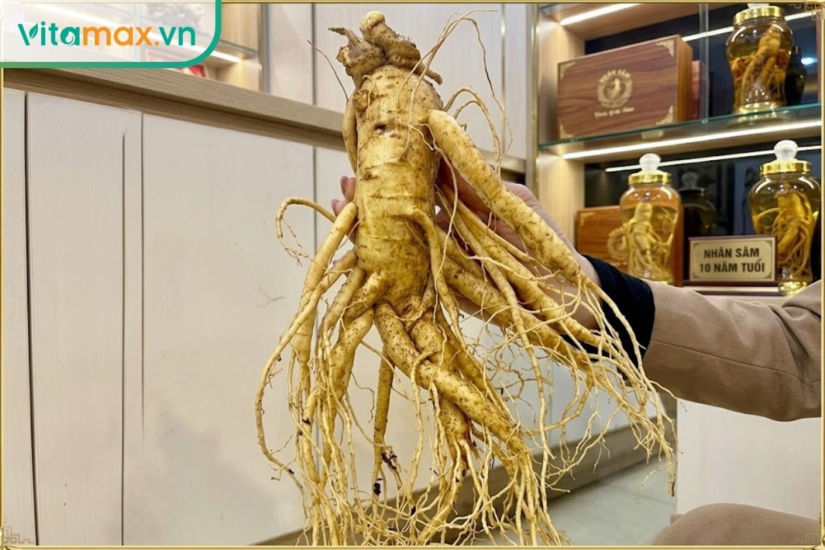 Cận cảnh củ nhân sâm với thân, rễ chính, rễ phụ và rễ tơ