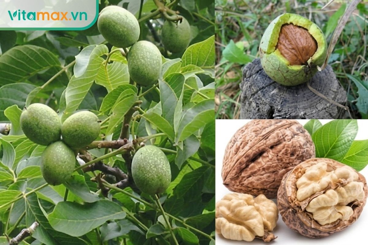 Thông đất là nguồn tự nhiên chứa hoạt chất huperzine A.