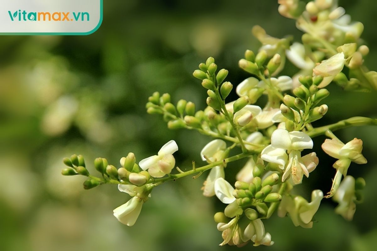 Hoa hòe giúp giảm stress oxy hóa, từ đó hạn chế tổn thương vi mạch thận và cải thiện chức năng lọc máu.