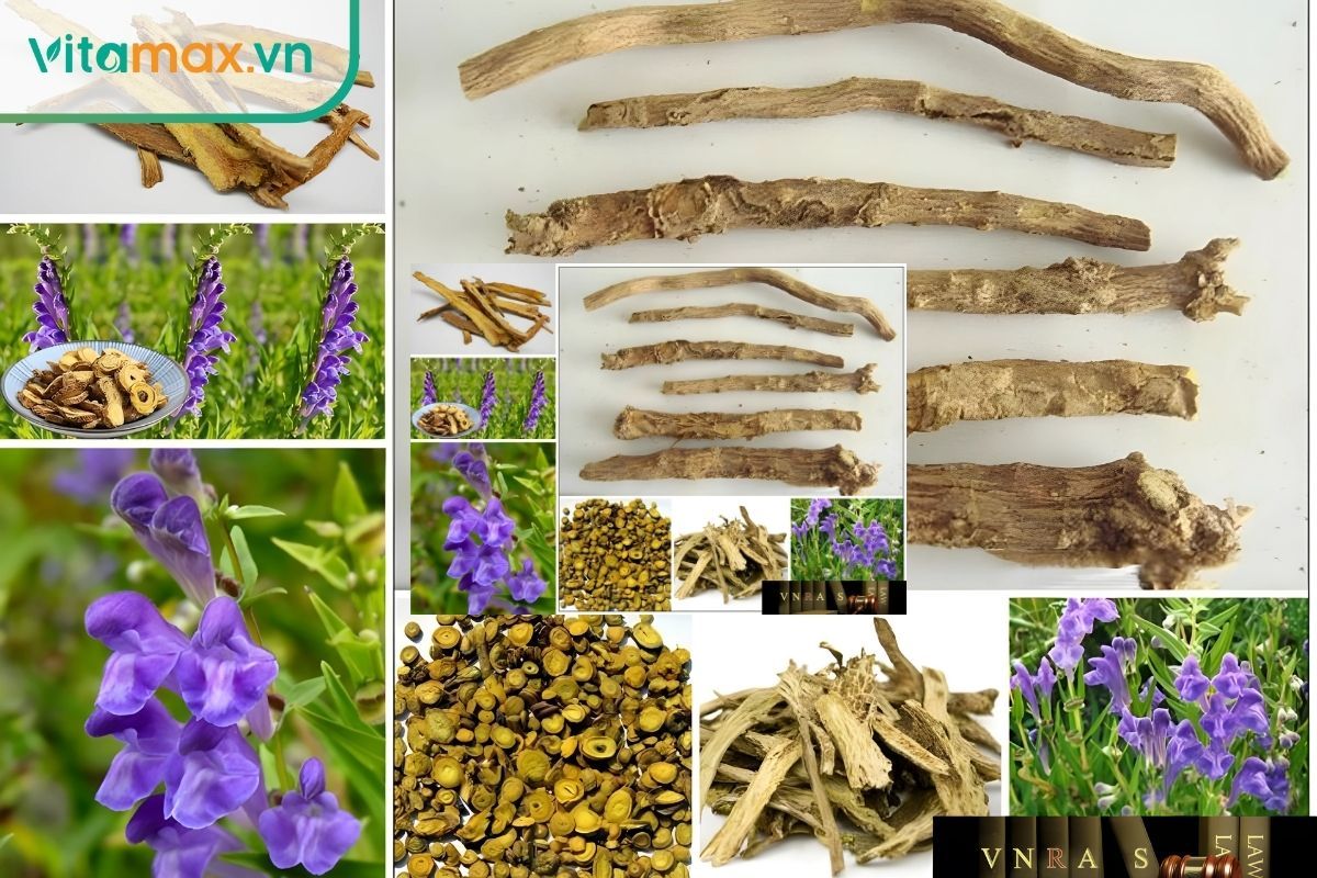 Hoàng cầm giúp bảo vệ nguyên bào sợi trước stress oxy hóa, từ đó ngăn ngừa lão hóa sớm.