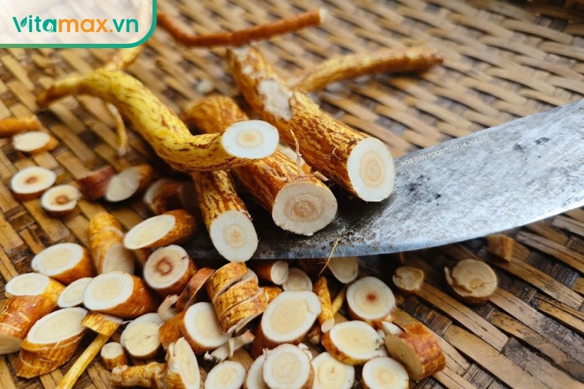 Rễ hoàng kỳ tươi được cắt thành lát để quan sát phần ruột bên trong.