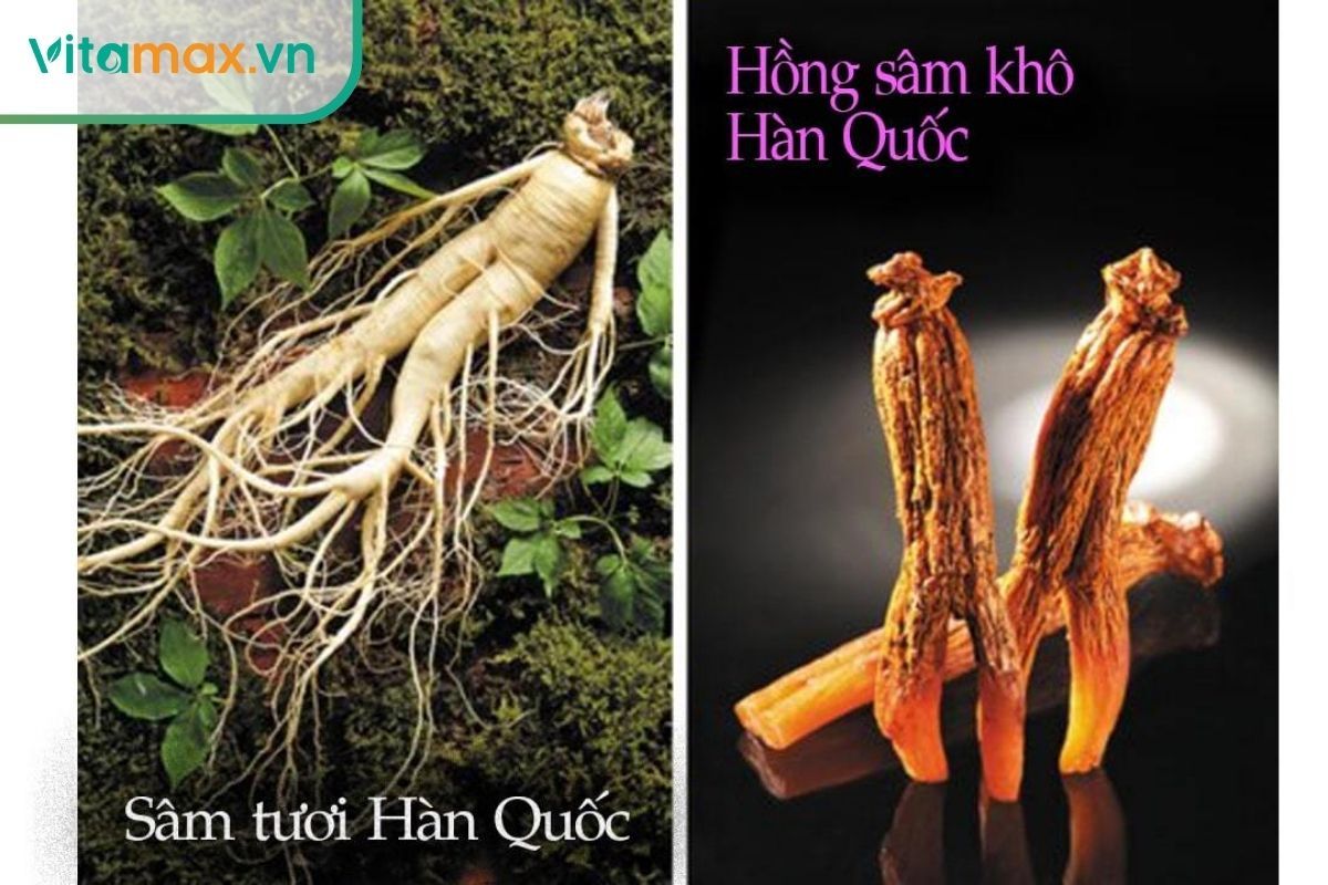 Nhân sâm tươi dễ hỏng và yếu, hồng sâm hấp sấy có dược tính mạnh gấp 3-5 lần.