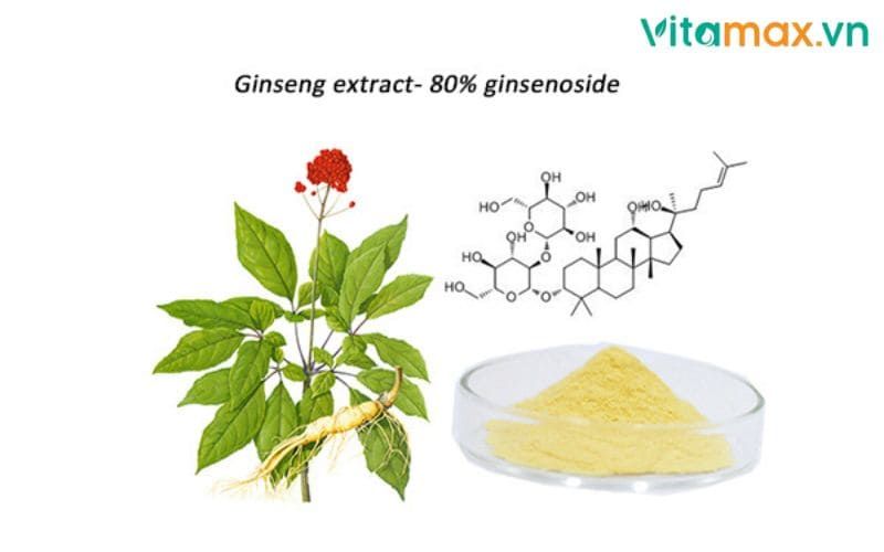 hồng sâm với người cao huyết áp
