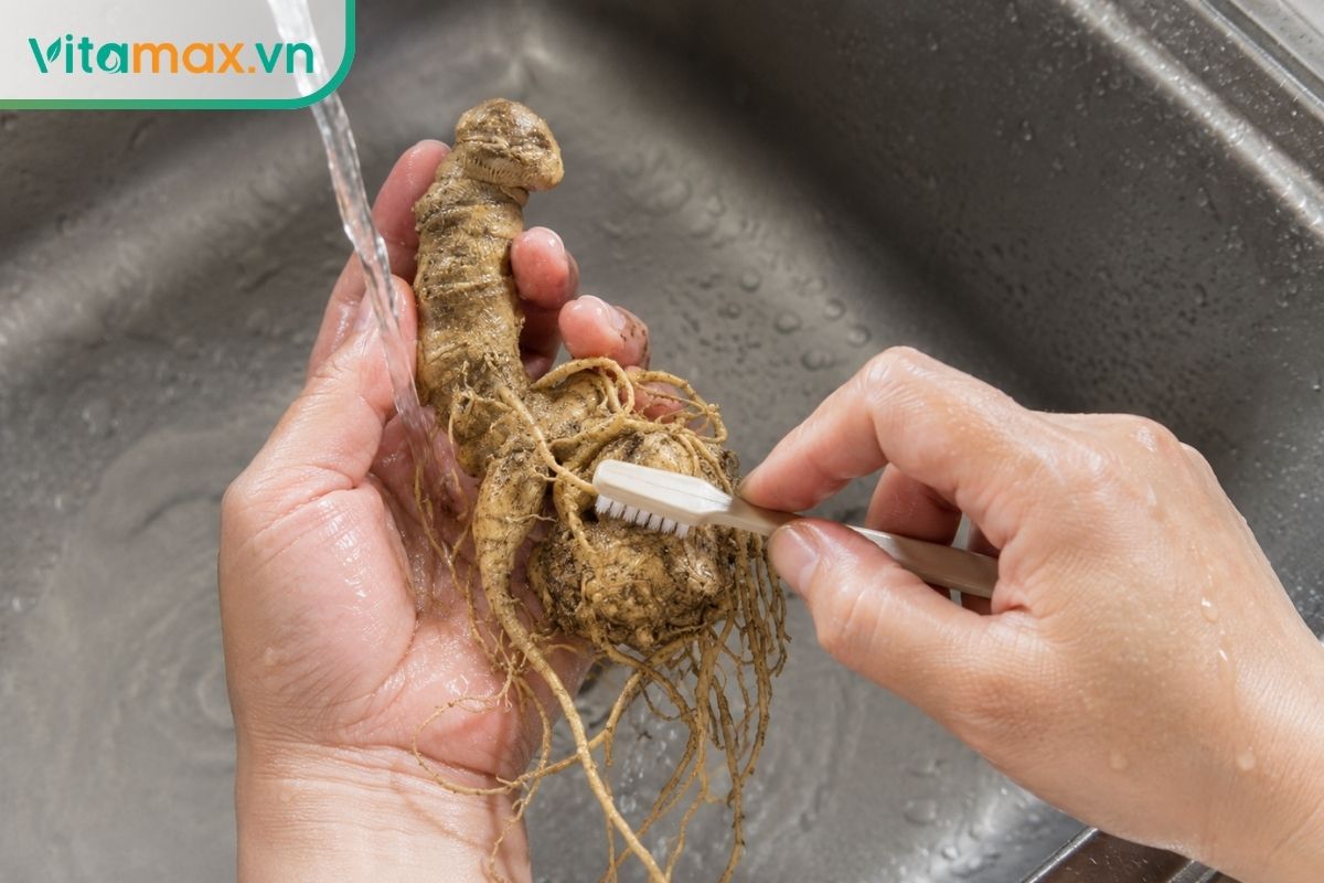 Hai bàn tay đang cầm củ sâm nhiều mắt, dùng một chiếc bàn chải lông mềm nhỏ để chải nhẹ phần đất bám dưới vòi nước chảy rất nhỏ.
