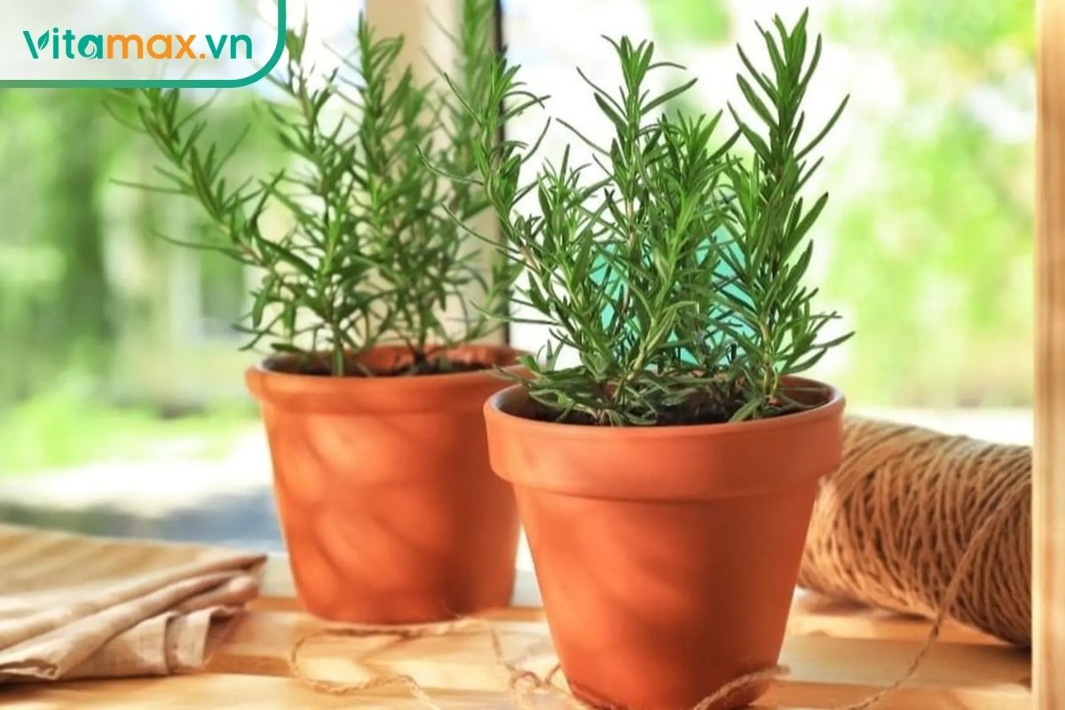 Hai chậu hương thảo xanh với cành thẳng và lá nhỏ dạng kim được đặt gần cửa sổ trong ánh sáng tự nhiên dịu.
