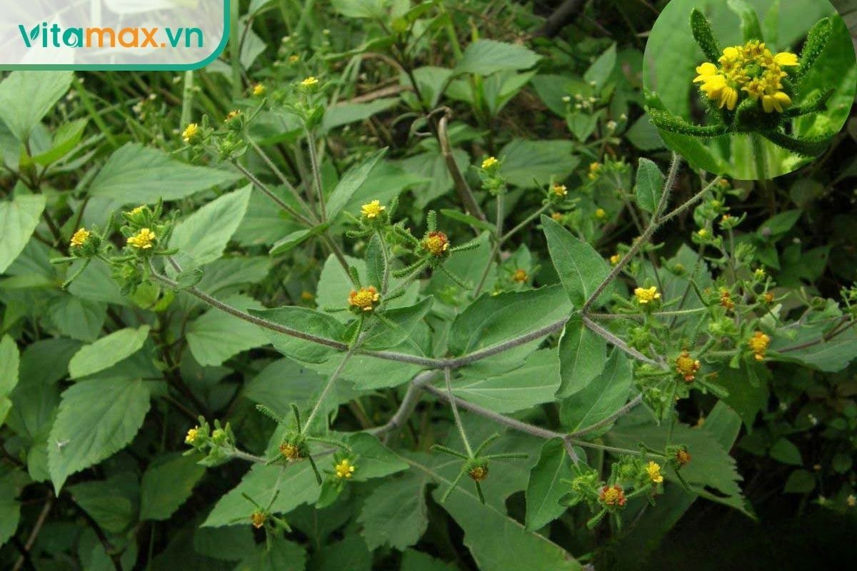 Cây hy thiêm với thân phân nhánh, lá xanh và nhiều cụm hoa vàng nhỏ mọc trong thảm thực vật tự nhiên.