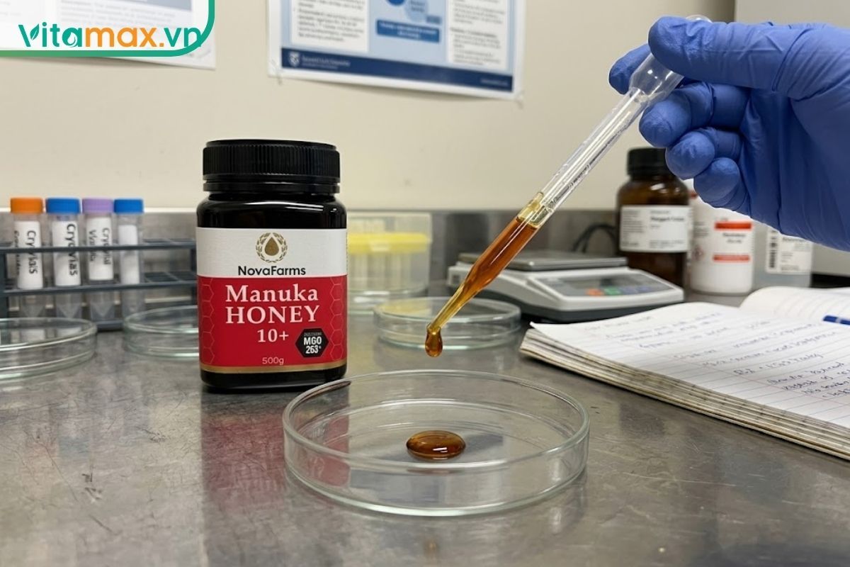 Chuyên gia trong phòng thí nghiệm đang sử dụng ống hút pipet nhỏ một giọt mật ong Manuka lên đĩa petri để kiểm tra chất lượng và hoạt tính kháng khuẩn.