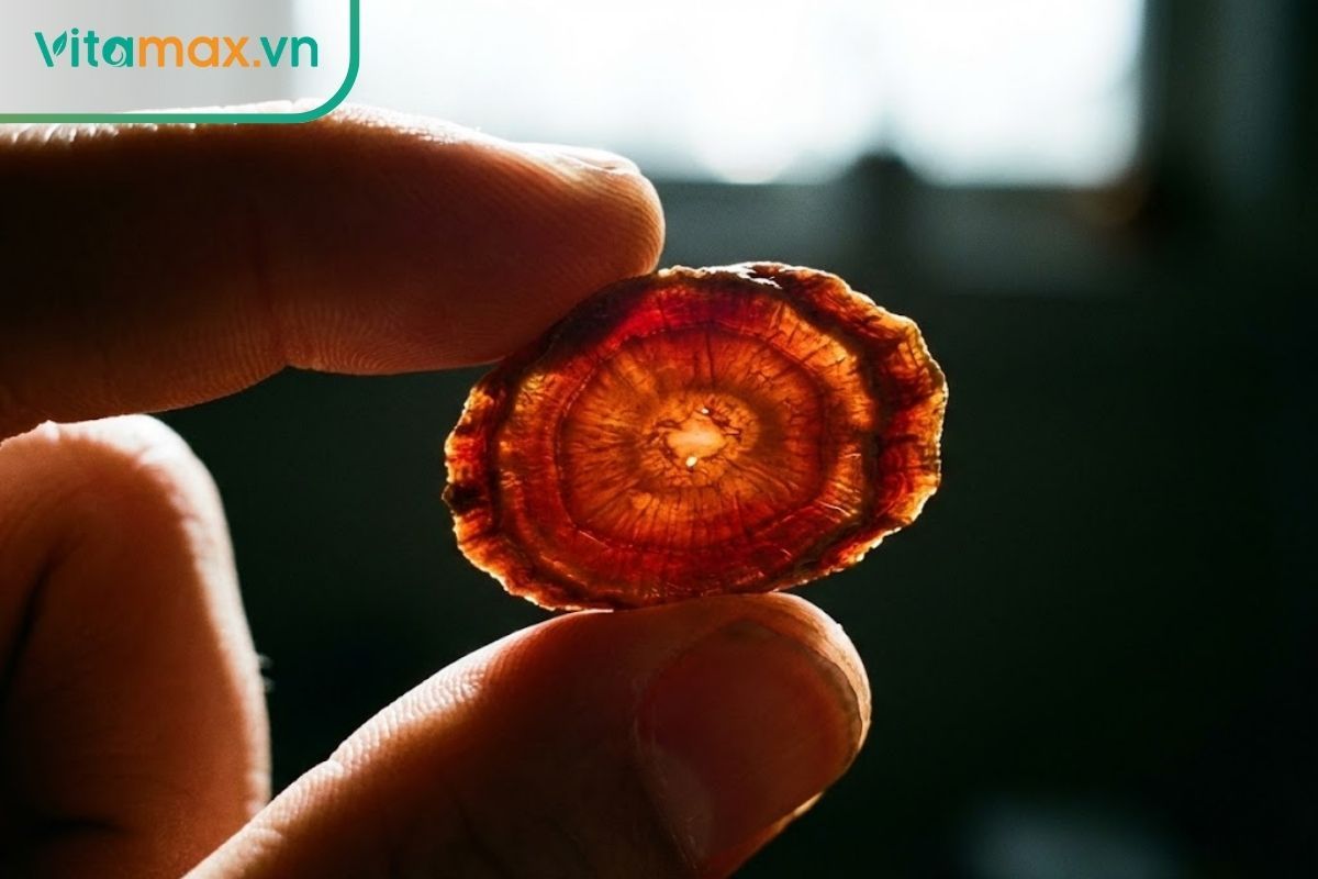bàn tay cầm lát hồng sâm khô soi dưới ánh nắng thấy màu đỏ trong suốt