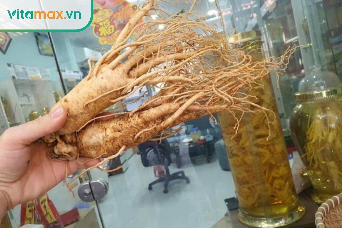 Kiểm tra củ sâm tươi đạt chất lượng sau khi bảo quản