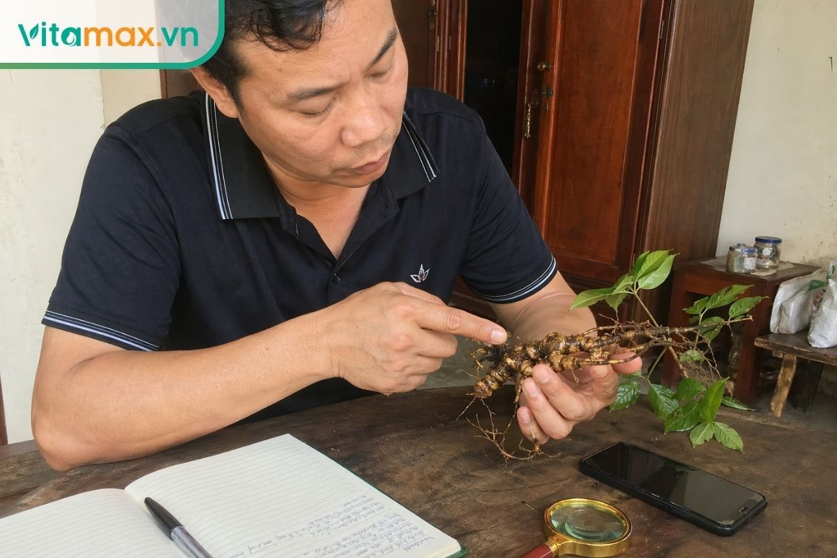 Người dùng cầm củ sâm Ngọc Linh và kiểm tra mắt sẹo trên thân rễ bằng mắt thường trong bối cảnh mua và đánh giá thực tế.