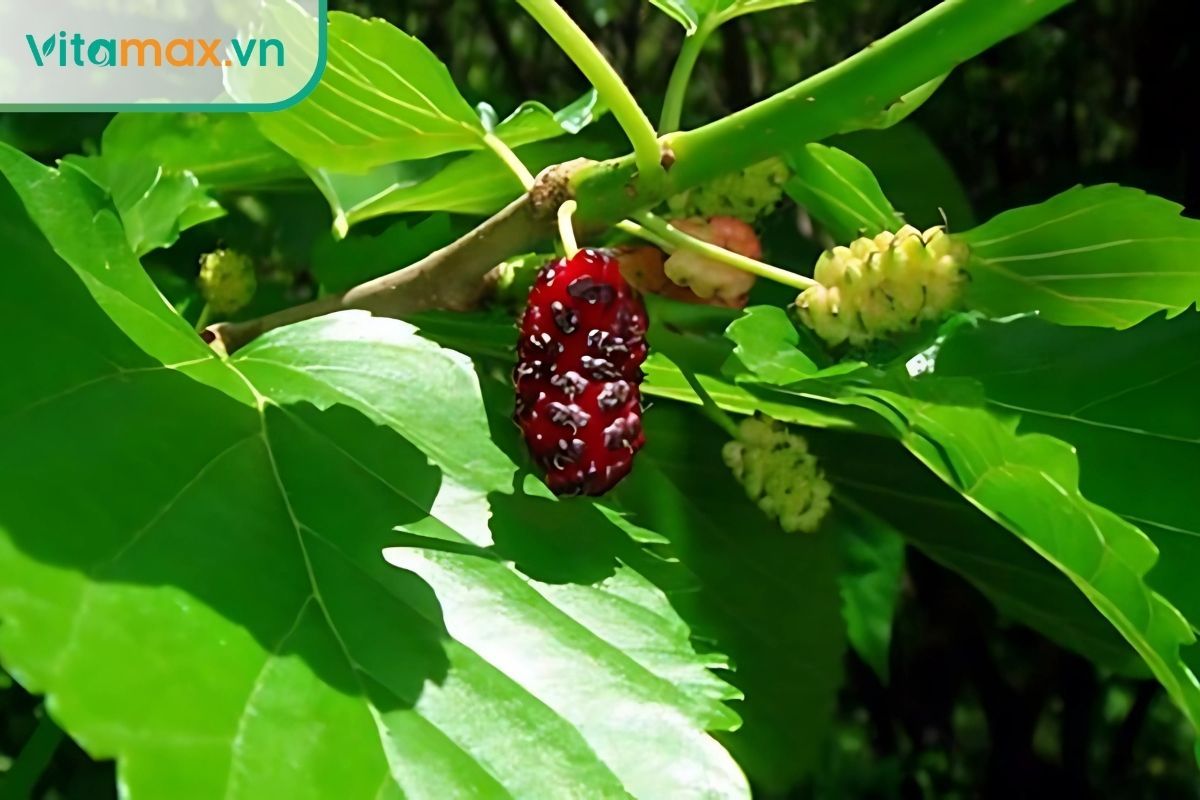 Lá dâu tằm giúp kiểm soát đường huyết và giảm biến chứng thận do tiểu đường.