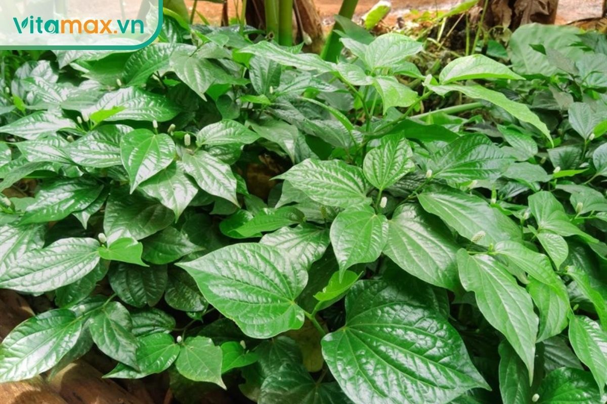 Cụm cây lá lốt xanh với phiến lá hình tim và bông hoa nhỏ, minh họa loại thảo dược quen thuộc tại Việt Nam.