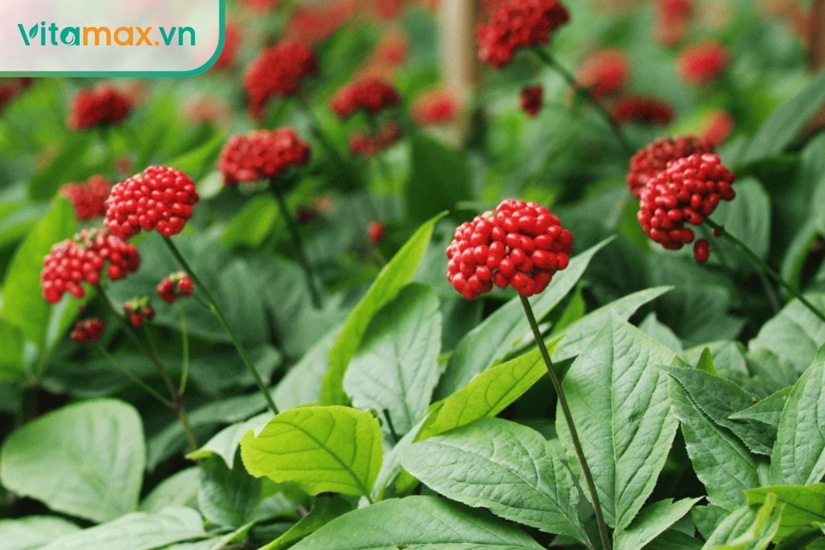 “lá sâm Hàn Quốc tươi chứa nhiều ginsenoside và flavonoid tự nhiên