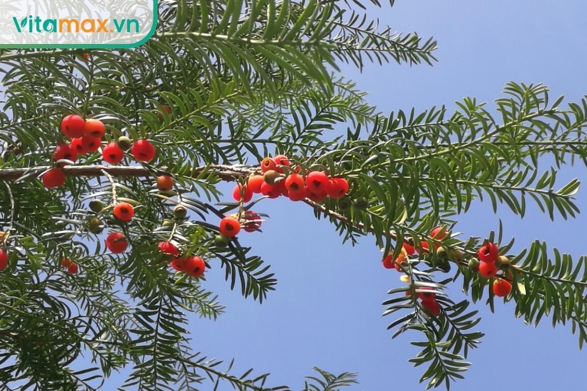 Cành thông đỏ Pinus densiflora với các bó lá kim xanh dài, thể hiện rõ đặc điểm hình thái của loài thông được đề cập.