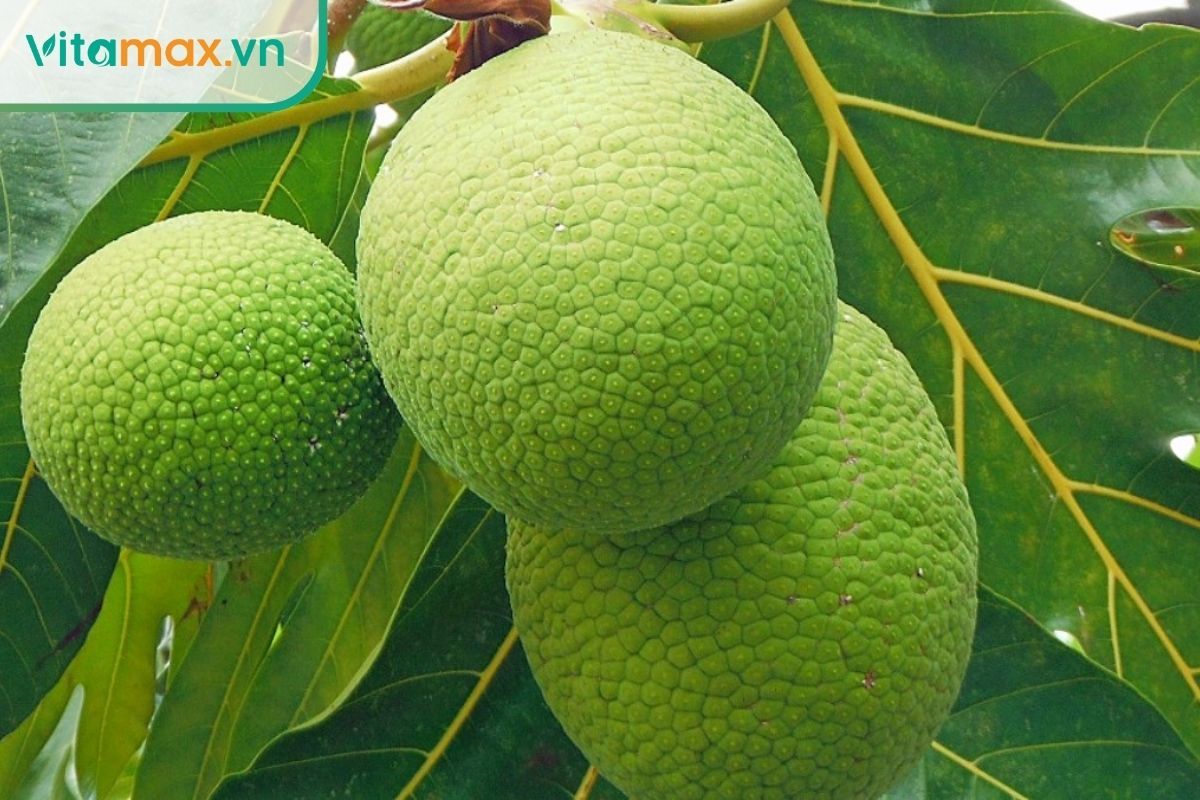 Lá và quả sa kê nổi bật với 3 tác động chính: kháng viêm, bảo vệ ống thận và ngăn ngừa sự hình thành sỏi tiết niệu.