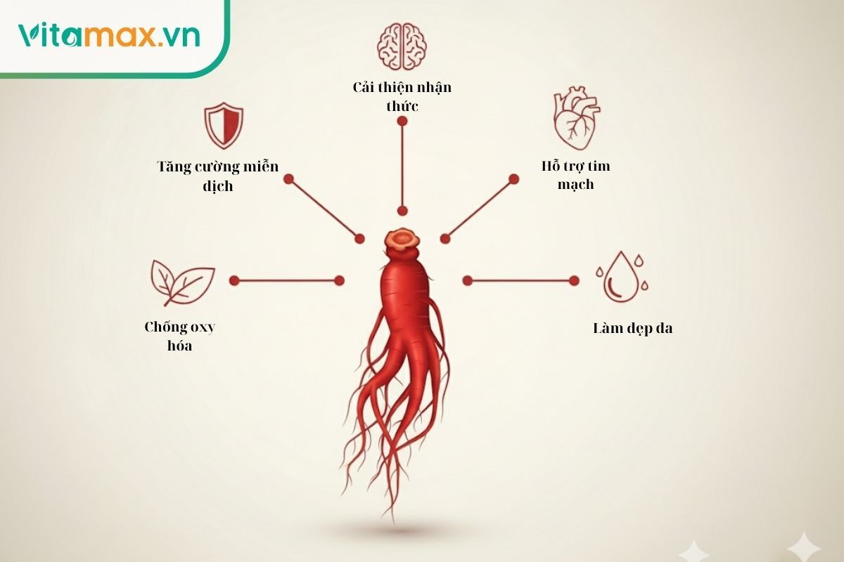 Infographic tóm tắt 5 lợi ích chính của việc uống hồng sâm mỗi ngày: tăng miễn dịch, cải thiện nhận thức, hỗ trợ tim mạch, chống oxy hóa và làm đẹp da.