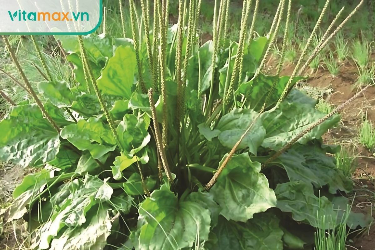Mã đề là thảo dược tự nhiên giúp lợi tiểu, giảm viêm cầu thận và hỗ trợ bài tiết acid uric, qua đó bảo vệ thận và ngăn ngừa hình thành sỏi.
