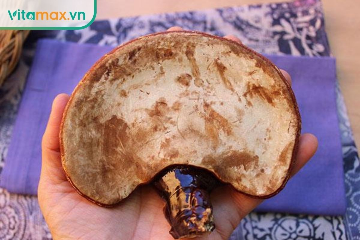 Mặt dưới của một tai nấm linh chi được quan sát cận cảnh với lớp lỗ nhỏ và những vùng đổi màu tự nhiên.
