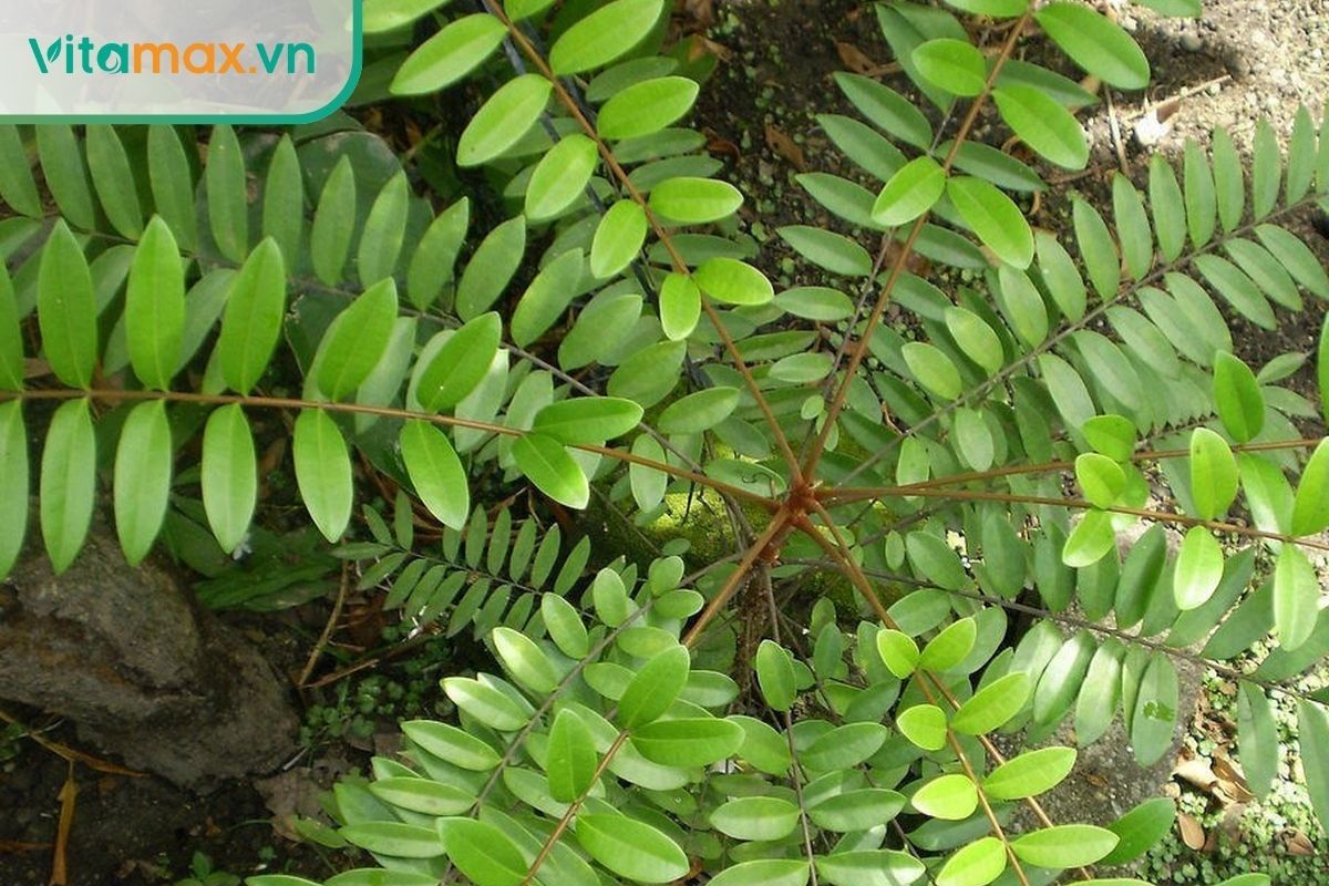 Mật nhân như một thảo dược chữa yếu sinh lý.