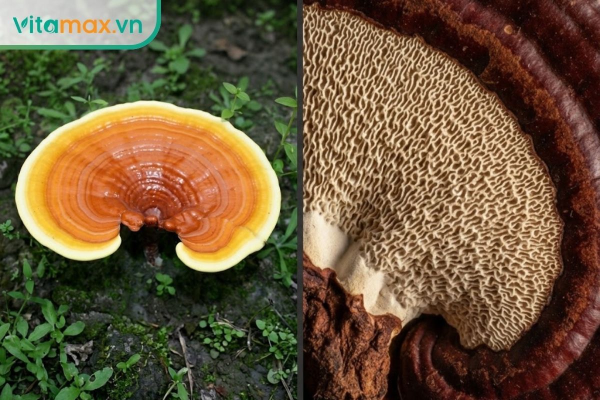 Hai ảnh tư liệu thể hiện mặt trên của Ganoderma lingzhi và mặt dưới có lỗ nhỏ của Ganoderma sessile.