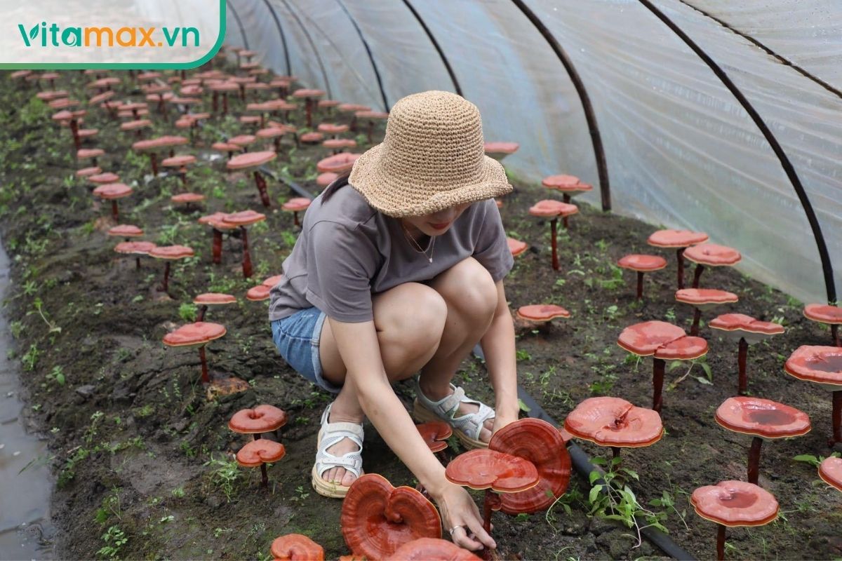 Người phụ nữ đang kiểm tra những tai nấm linh chi đỏ trưởng thành trong nhà trồng có nhiều luống nấm và hệ thống tưới.