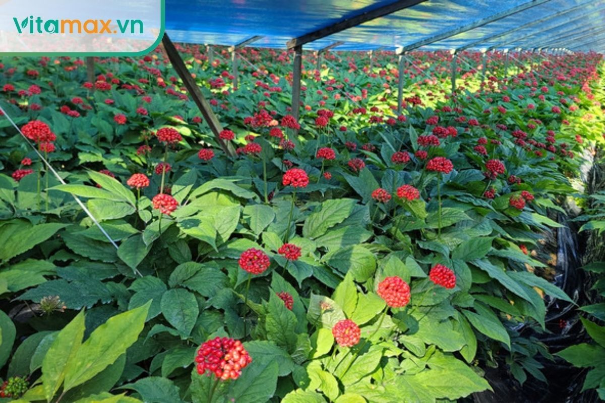 hình ảnh mùa thu hoạch nhân sâm Hàn Quốc vào tháng 9–11 tại các nông trại truyền thống