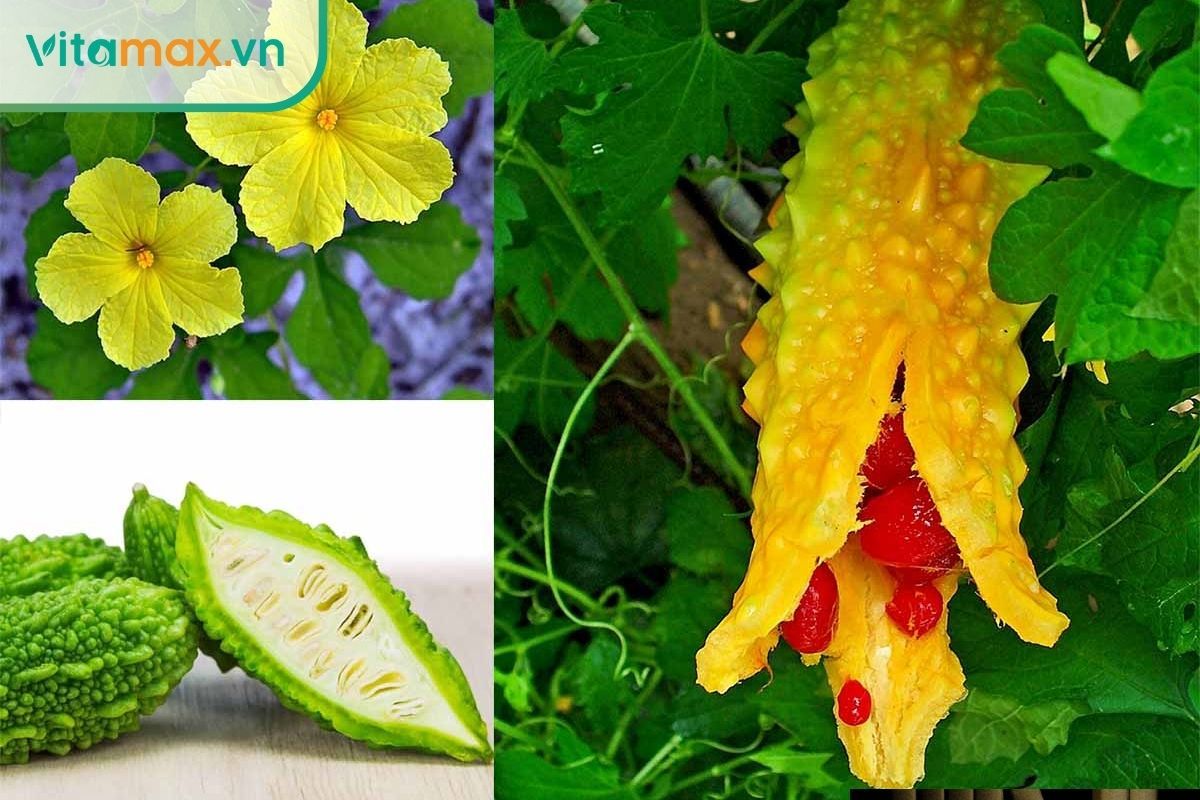 Mướp đắng (khổ qua) giúp giảm gốc tự do và hỗ trợ kiểm soát đường huyết.