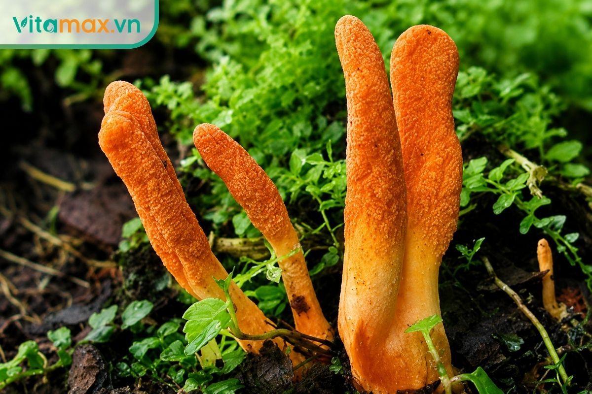 Cận cảnh cụm nấm Cordyceps militaris (nhộng trùng thảo) tươi màu vàng cam đang phát triển trên giá thể trong môi trường rêu xanh, thể hiện nguồn gốc hoạt chất quý.