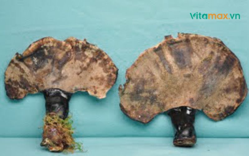 nam-linh-chi-bi-mot-2.jpg