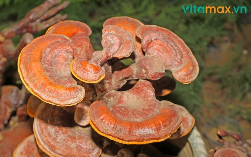 nấm linh chi chữa bệnh gan