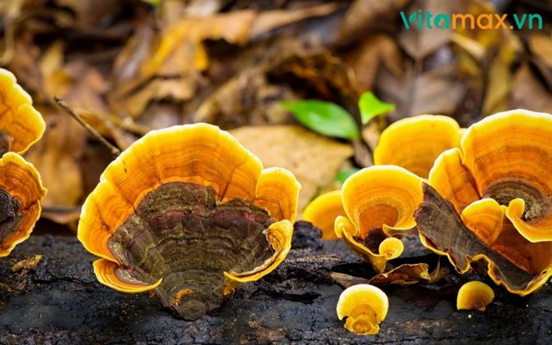 nấm linh chi chữa cao huyết áp