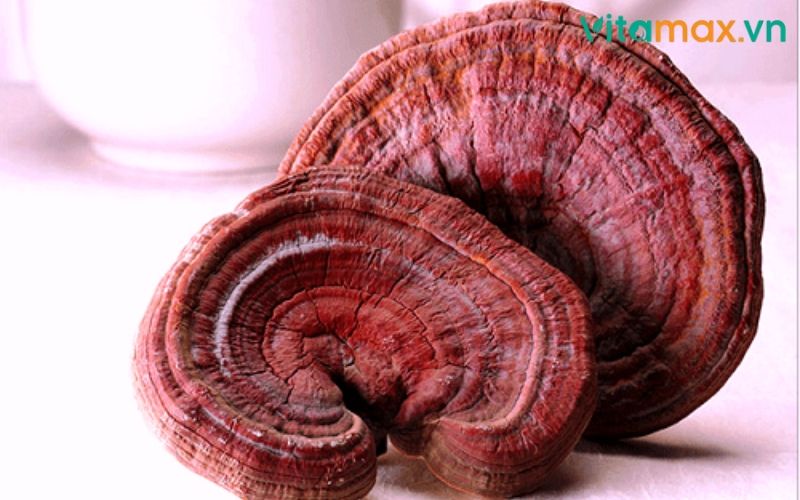 nấm linh chi chữa cao huyết áp