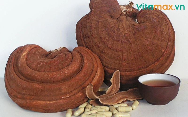 nấm linh chi chữa cao huyết áp