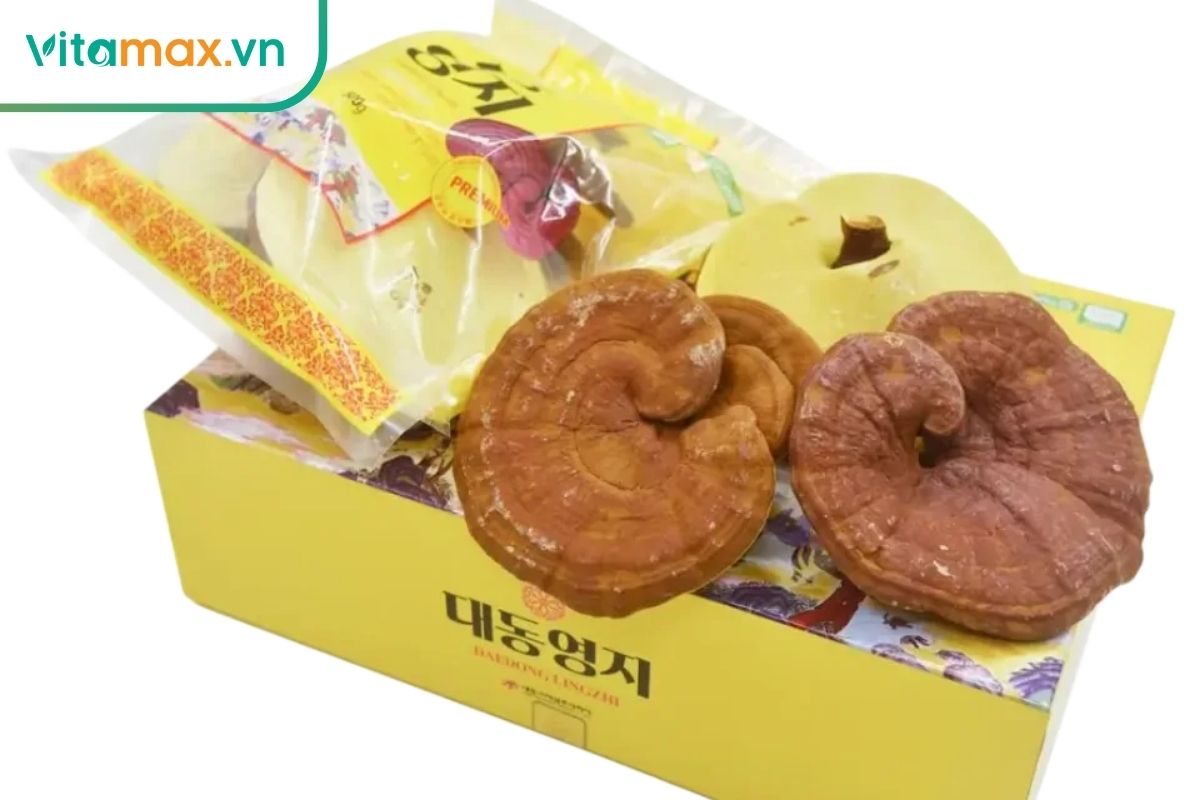 Nấm linh chi có khả năng điều hòa miễn dịch và bảo vệ mạch máu.