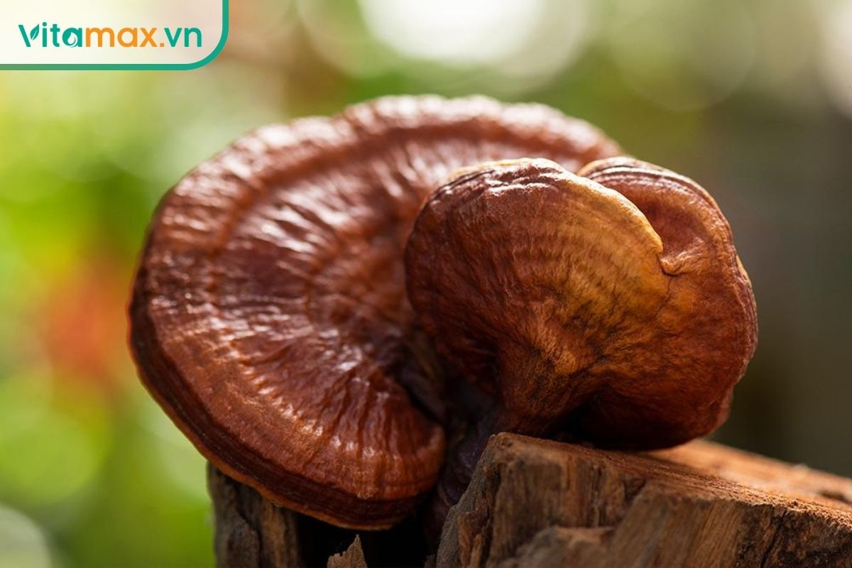 Cận cảnh những tai nấm linh chi đỏ có bề mặt nâu đỏ bóng, hình dạng tai đặc trưng và đường vân tự nhiên trên thân nấm